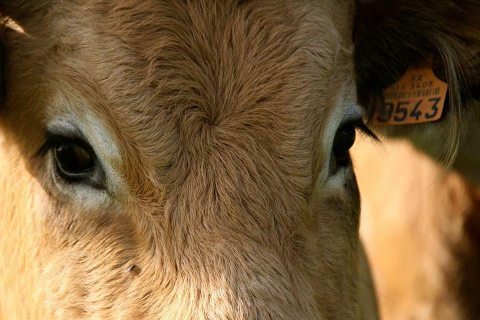 Petit Gite A La Ferme Villa Rosnay  Eksteriør billede