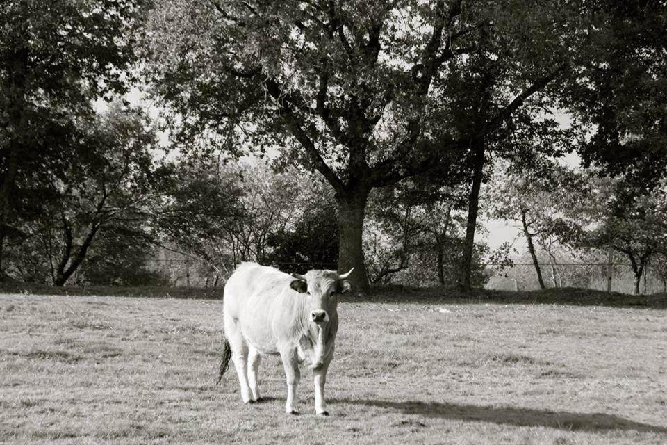 Petit Gite A La Ferme Villa Rosnay  Eksteriør billede